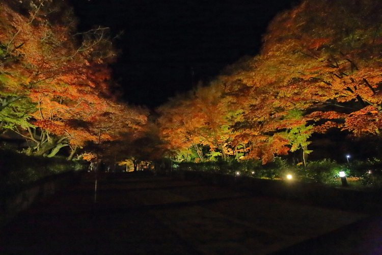 紅葉の京都2019 －真如堂 紅葉の境内ライトアップ（前編）－ _b0169330_22521988.jpg