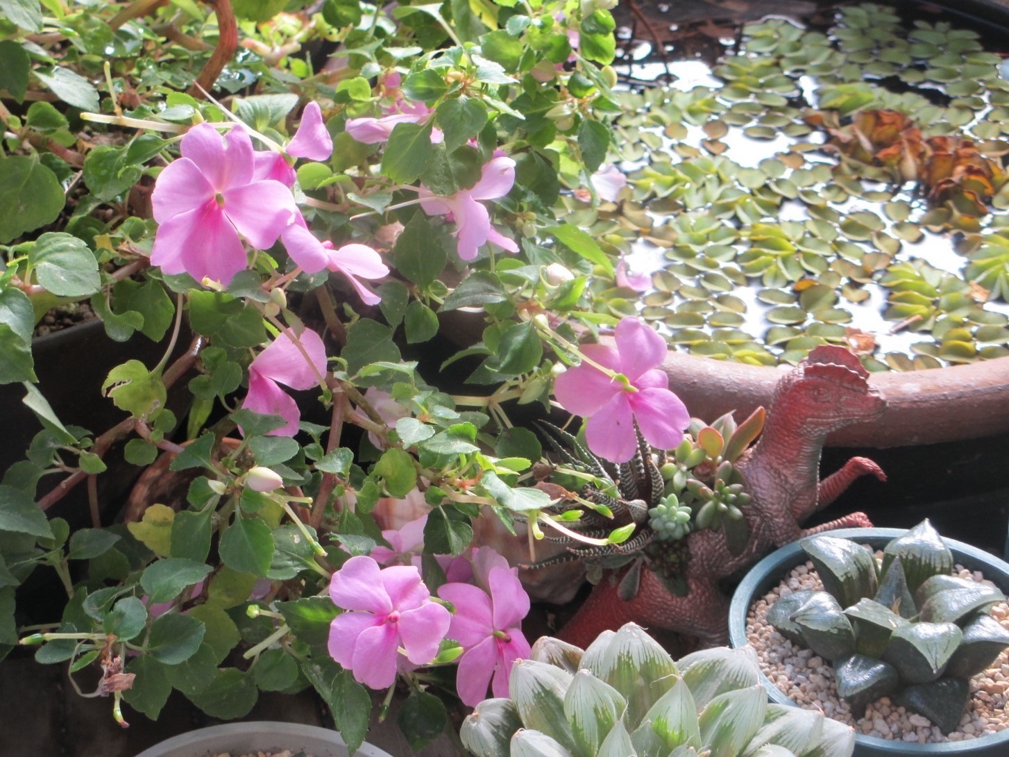 インパチェンスの花と種 あるまじろの庭