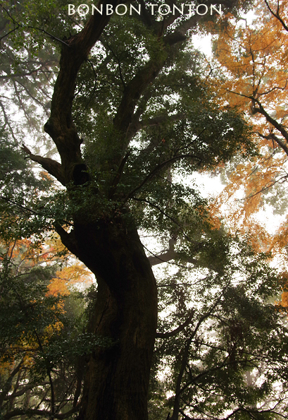 Dark  Forest　ちょっと紅葉_b0130243_21000820.jpg