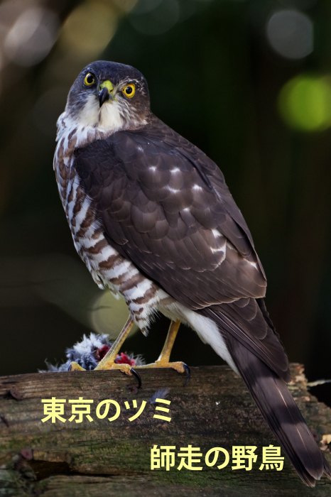 野鳥の羽根　鳥　ツミの羽根　猛禽類 野鳥の羽根 鳥 ツミの羽根 猛禽類 （ツミ・最小の猛禽（雀鷹