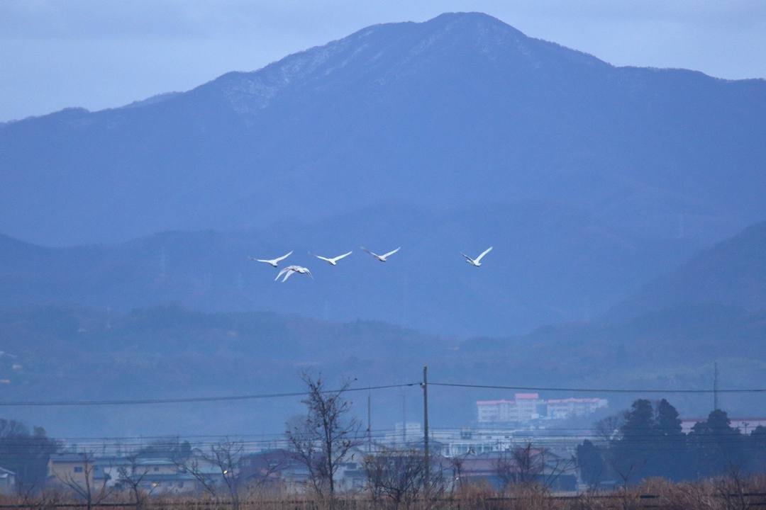 柴山潟の白鳥12/16その1 / ♪「スモーキー・マウンテン・レイン」ロニー・ミルサップ_e0403850_19574107.jpg
