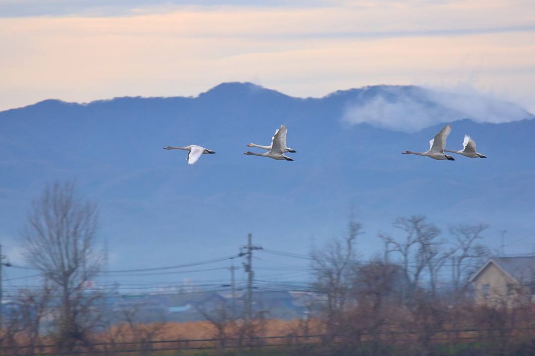 柴山潟の白鳥12/16その1 / ♪「スモーキー・マウンテン・レイン」ロニー・ミルサップ_e0403850_19580302.jpg