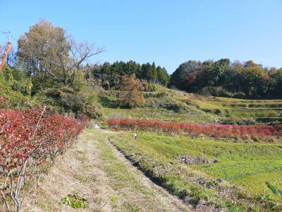 フレッシュブルーベリー 紅葉と冬の剪定開始!おしどり夫婦が元気に頑張っています(前編)_a0254656_17585185.jpg
