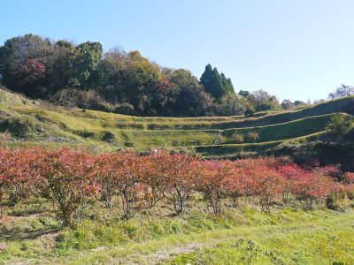 フレッシュブルーベリー 紅葉と冬の剪定開始!おしどり夫婦が元気に頑張っています(前編)_a0254656_18231896.jpg
