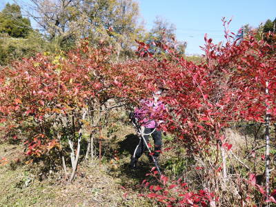 フレッシュブルーベリー 紅葉と冬の剪定開始!おしどり夫婦が元気に頑張っています(前編)_a0254656_18260008.jpg