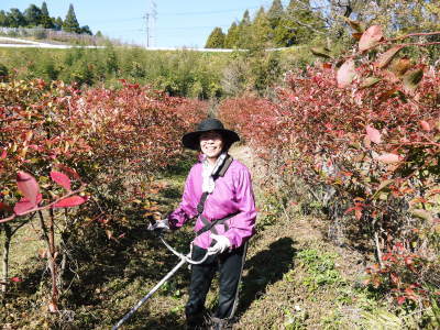 フレッシュブルーベリー 紅葉と冬の剪定開始!おしどり夫婦が元気に頑張っています(前編)_a0254656_18272209.jpg