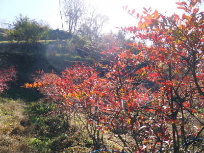 フレッシュブルーベリー 紅葉と冬の剪定開始!おしどり夫婦が元気に頑張っています(前編)_a0254656_18352920.jpg