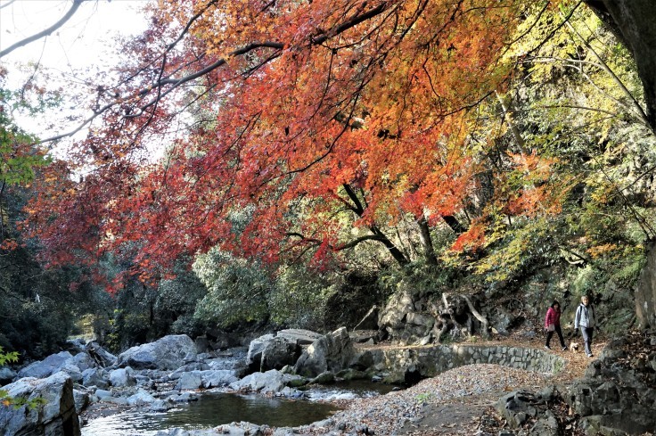 摂津峡の紅葉 @高槻市_b0063958_08293956.jpg