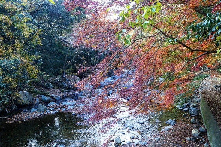 摂津峡の紅葉 @高槻市_b0063958_08324602.jpg