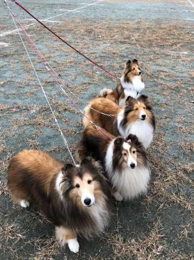 ブルーカルテットさんようこそ。_f0126965_21252065.jpg