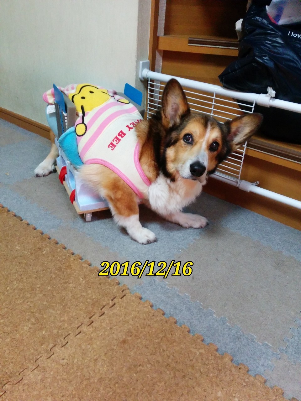 小次郎、三回忌。_f0136675_21002890.jpg