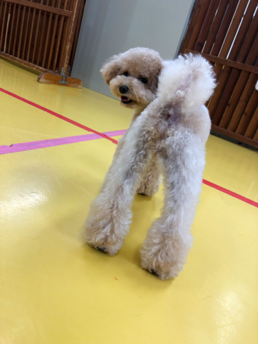 犬は元気にボール遊び!_f0357682_19165761.jpg