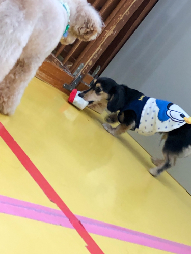 犬は元気にボール遊び!_f0357682_19171030.jpg