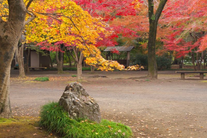 ３４．平林寺の紅葉_e0405185_17563085.jpg