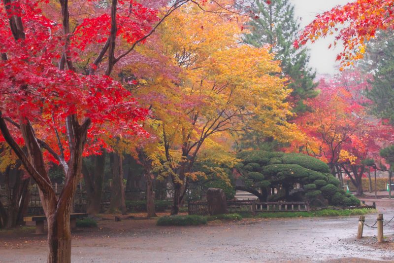 ３４．平林寺の紅葉_e0405185_17592128.jpg