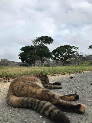 今年の目標は_f0242002_19304047.jpg