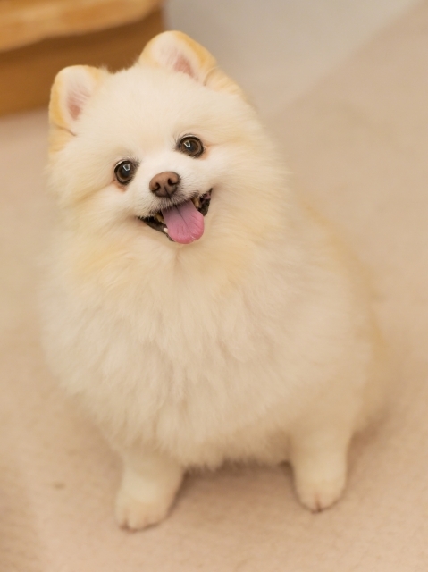早くも、新年の予約_d0360206_00094450.jpg
