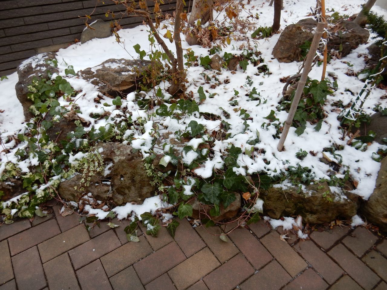 結局、昨日の雪は積雪にはならなかった_c0025115_21190815.jpg