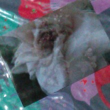 a bag_b0136144_21245936.jpg