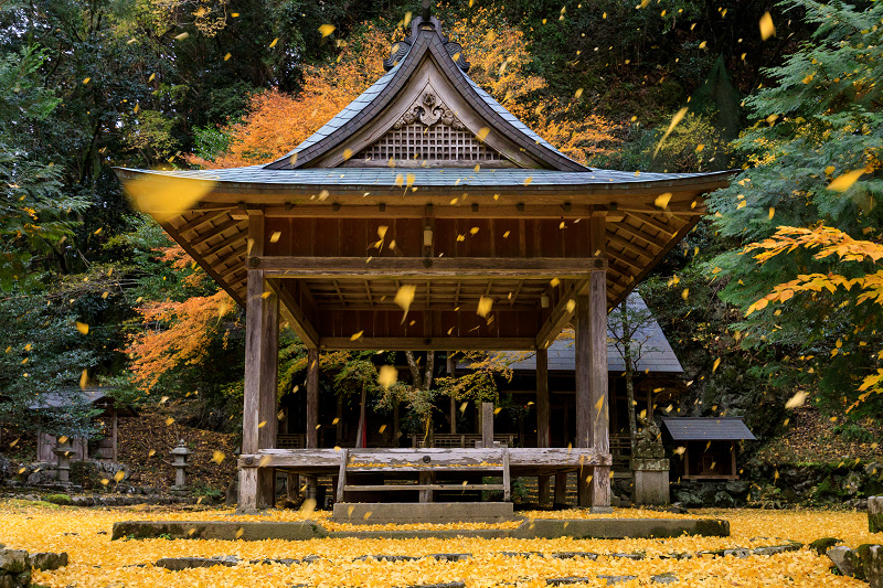 紅葉が彩る京都2019　舞い散る秋（岩戸落葉神社）_f0155048_0212971.jpg