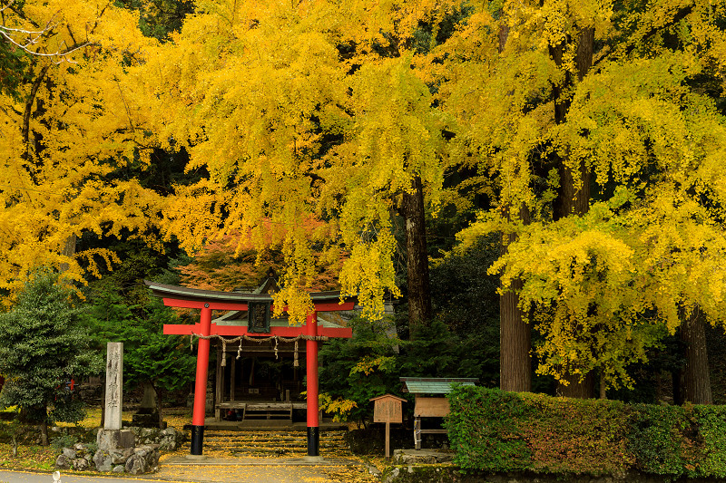 紅葉が彩る京都2019　舞い散る秋（岩戸落葉神社）_f0155048_0215358.jpg