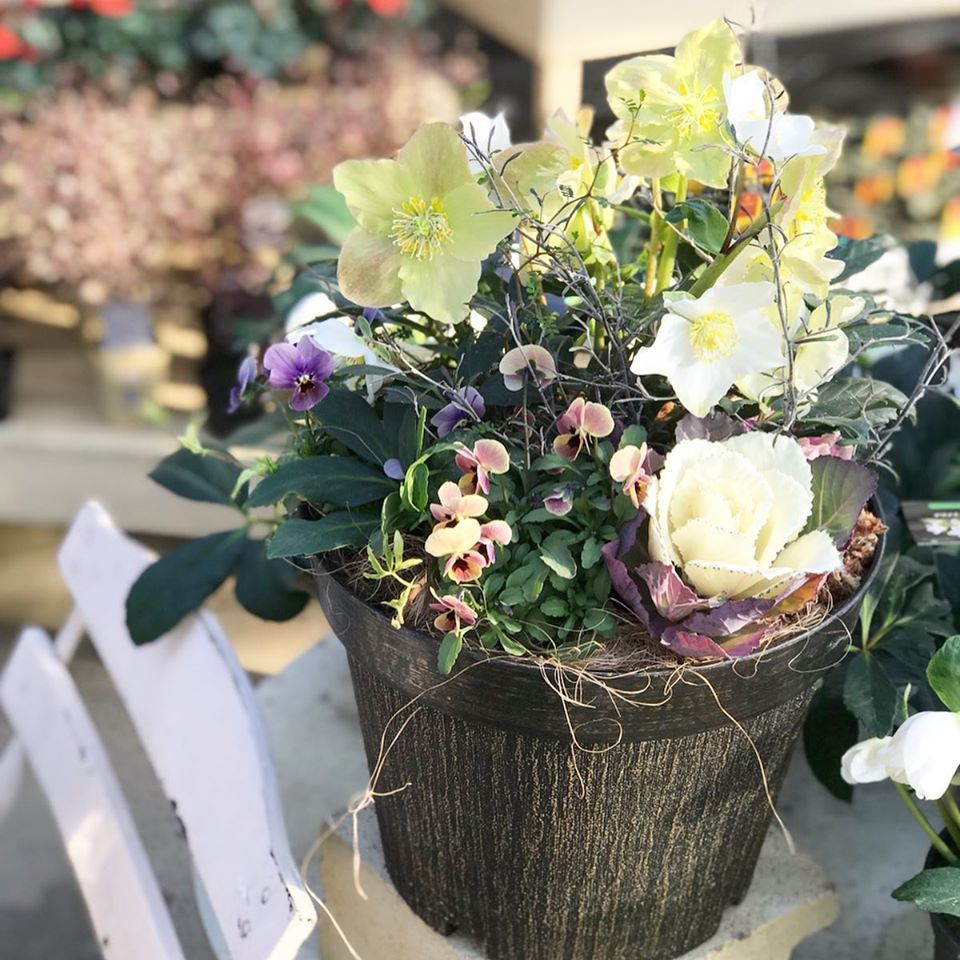 冬の寄せ植え 管理のポイント さにべるスタッフblog Sunny Day S Garden 冬の寄せ植え 管理のポイント さにべるスタッフblog Sunny Day S Garden