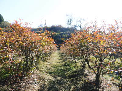 フレッシュブルーベリー 紅葉と冬の剪定開始!おしどり夫婦が元気に頑張っています(後編)_a0254656_17393164.jpg