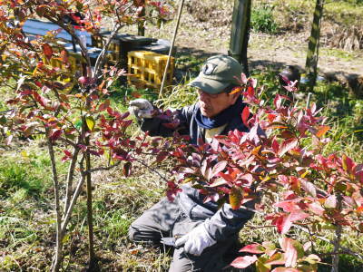 フレッシュブルーベリー 紅葉と冬の剪定開始!おしどり夫婦が元気に頑張っています(後編)_a0254656_17574768.jpg