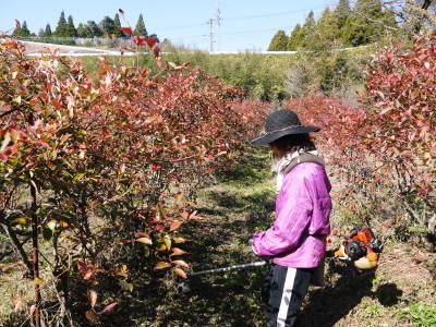 フレッシュブルーベリー　紅葉と冬の剪定開始！おしどり夫婦が元気に頑張っています(後編)_a0254656_17593764.jpg