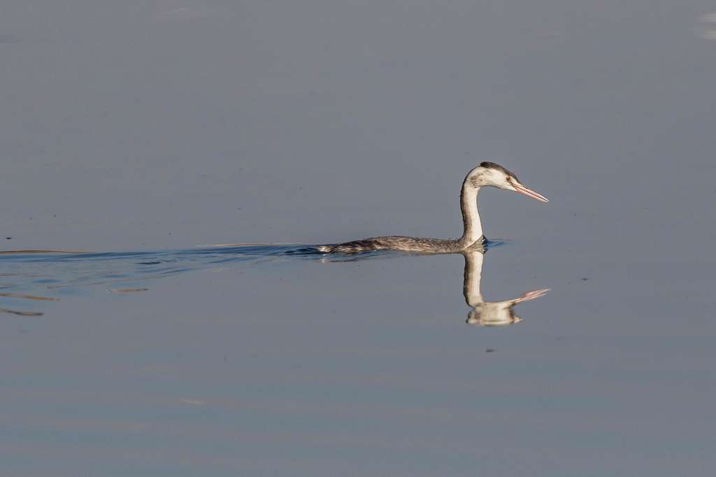 カンムリカイツブリの飛翔_f0044056_09491339.jpg