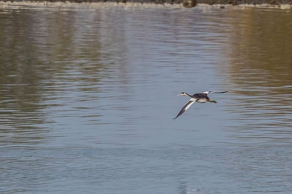 カンムリカイツブリの飛翔_f0044056_09504199.jpg