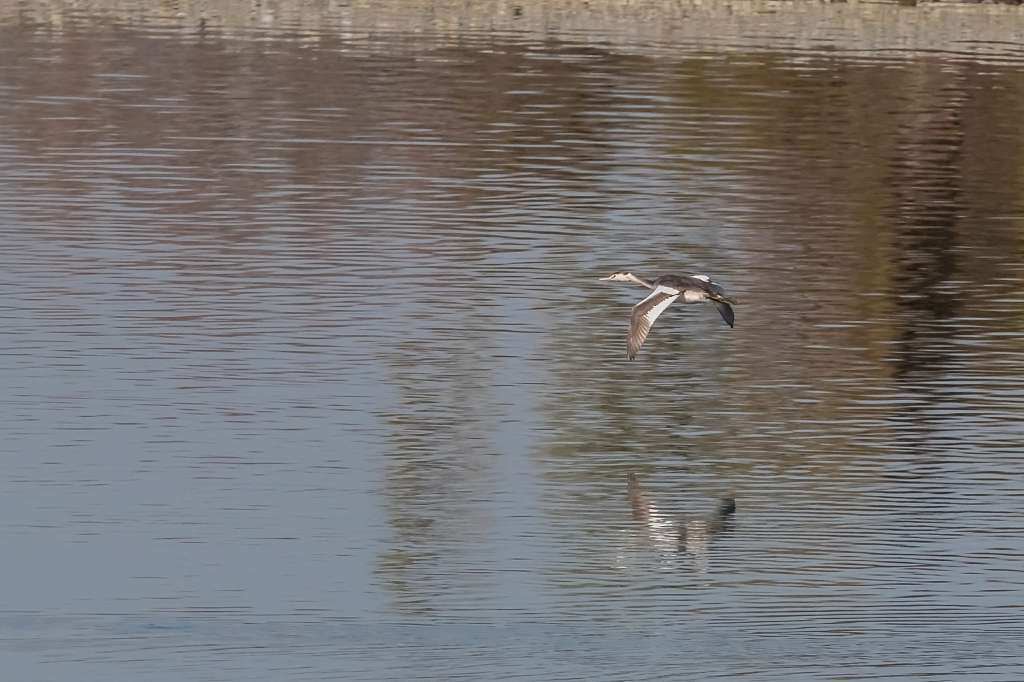カンムリカイツブリの飛翔_f0044056_09510001.jpg
