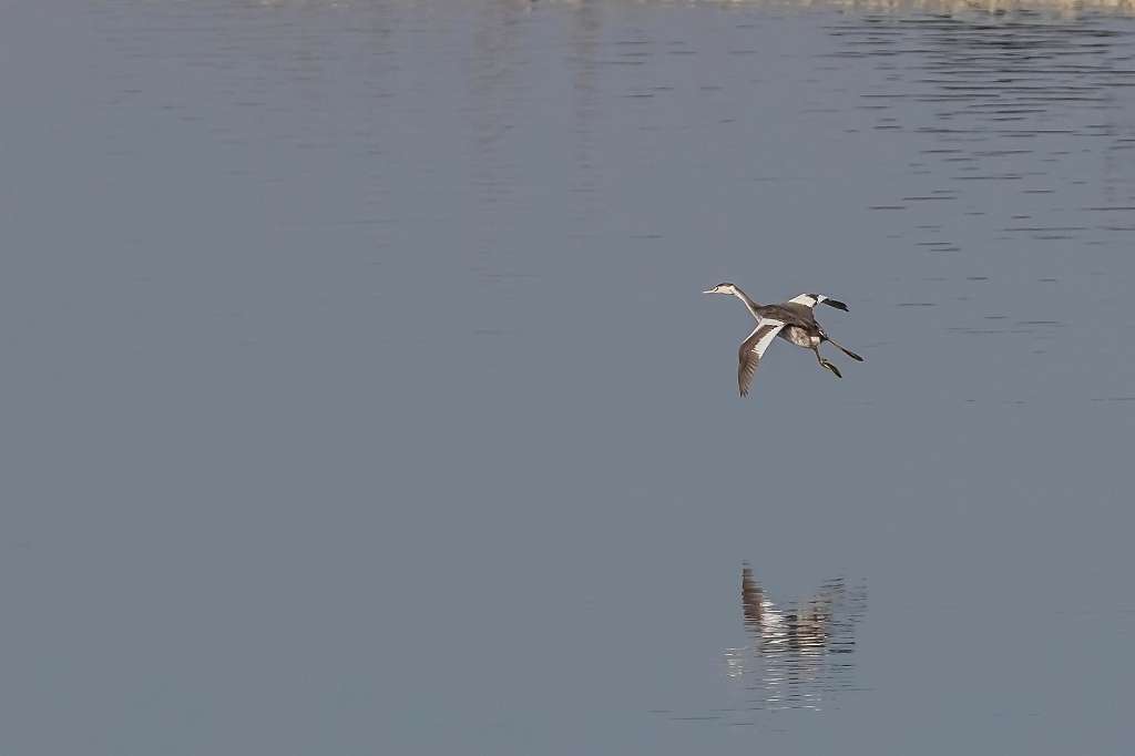 カンムリカイツブリの飛翔_f0044056_09512065.jpg