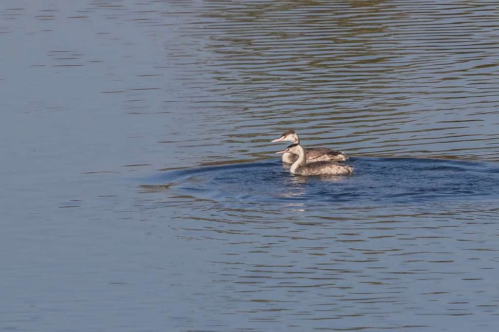 カンムリカイツブリの飛翔_f0044056_09521244.jpg