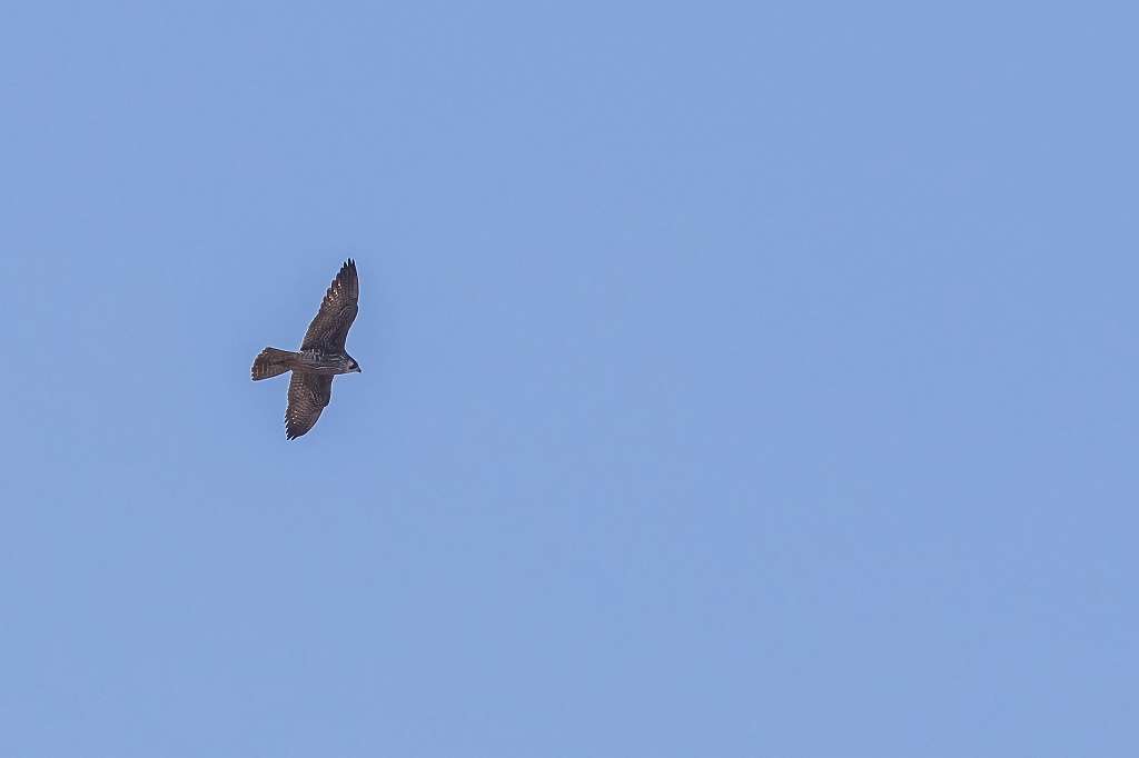ユリカモメとハヤブサ_f0044056_10063767.jpg