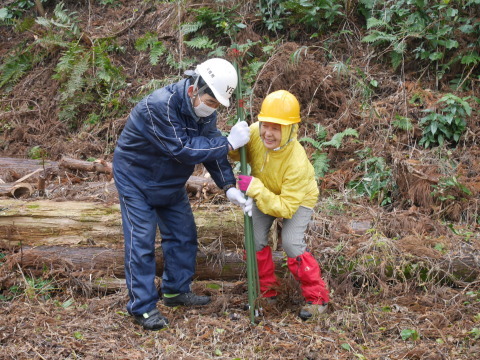 山桜の苗木80本の支柱立て完了！12・19六国見山手入れ_c0014967_17322868.jpg