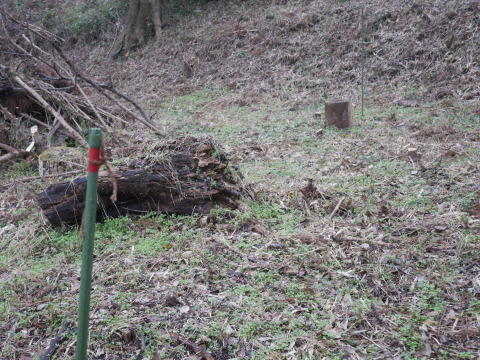 山桜の苗木80本の支柱立て完了！12・19六国見山手入れ_c0014967_17334891.jpg