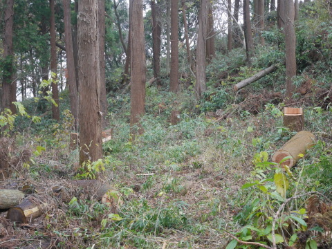 山桜の苗木80本の支柱立て完了！12・19六国見山手入れ_c0014967_17390771.jpg