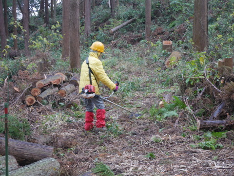 山桜の苗木80本の支柱立て完了！12・19六国見山手入れ_c0014967_17433260.jpg