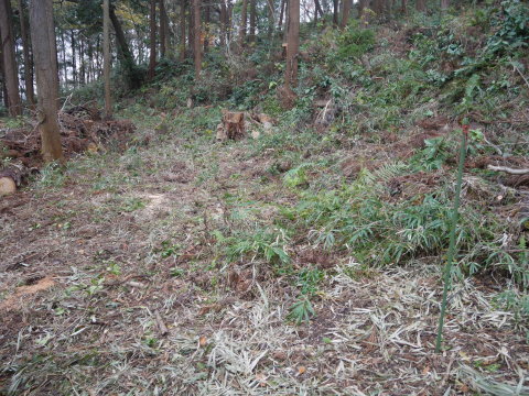 山桜の苗木80本の支柱立て完了！12・19六国見山手入れ_c0014967_17440327.jpg