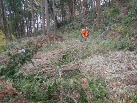 山桜の苗木80本の支柱立て完了！12・19六国見山手入れ_c0014967_17443344.jpg