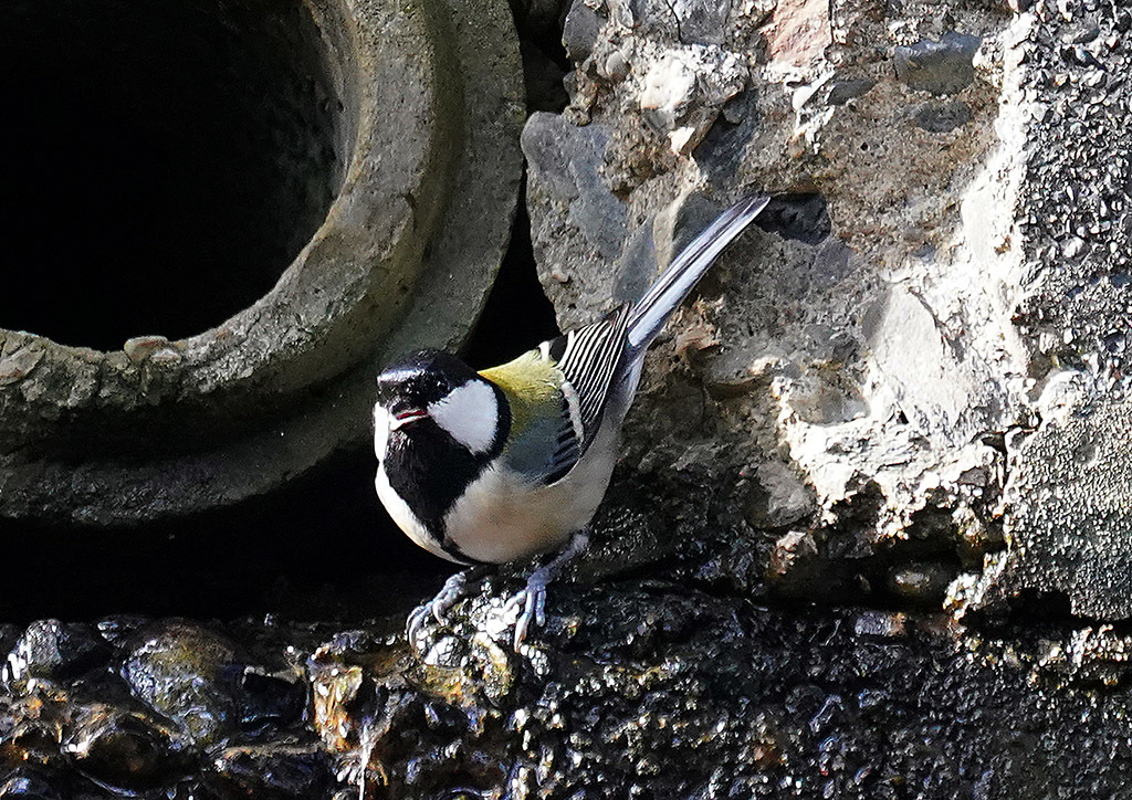 普通の鳥さん : 自然の中に鳥さんを見つけて