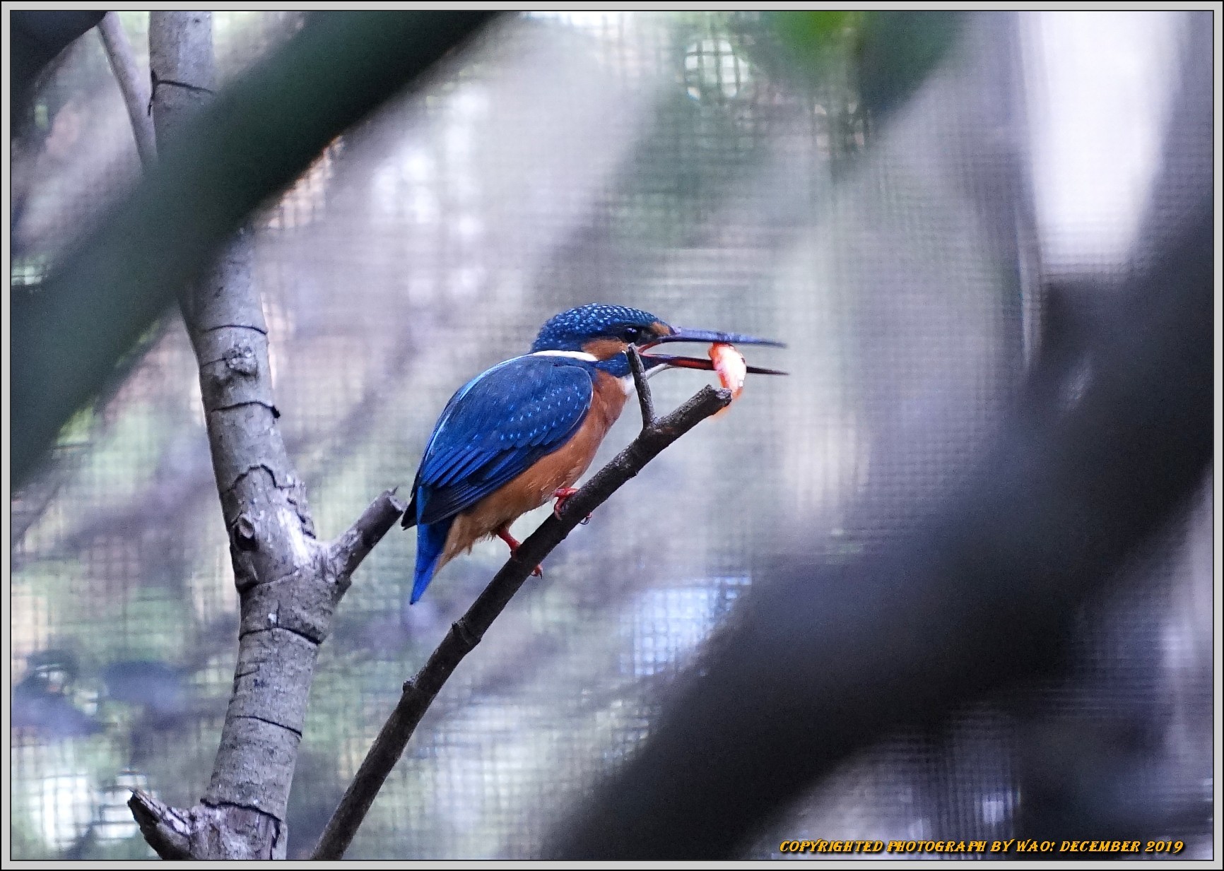 カワセミ　カラフルな食事_c0198669_18064740.jpg