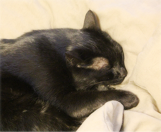猫が苦手な者同士_a0389088_15585998.jpg