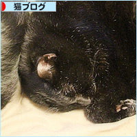 猫が苦手な者同士_a0389088_15590058.jpg