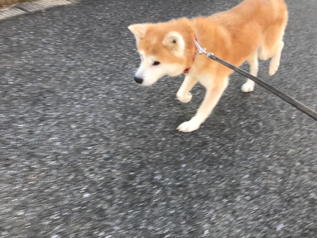 大阪の秋田のオバちゃん_f0242002_18493663.jpg