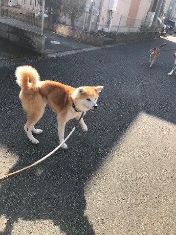 大阪の秋田のオバちゃん_f0242002_18495426.jpg