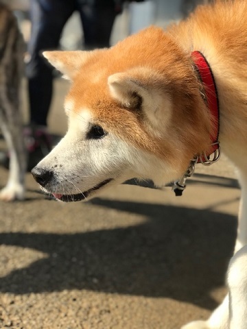 大阪の秋田のオバちゃん_f0242002_18510694.jpg