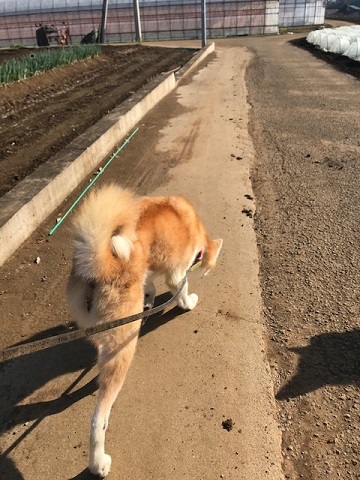 大阪の秋田のオバちゃん_f0242002_18512613.jpg