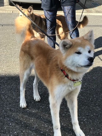 大阪の秋田のオバちゃん_f0242002_18514590.jpg